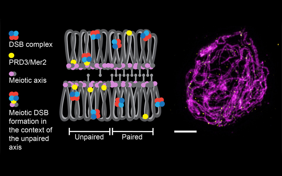 Illustration of the meiotic DNA double strand break (DSB) core complex (composed of SPO11-1 (dark blue), SPO11-2 (light blue) and 2 MTOPVIb proteins (red)) and its localisation at meiotic chromatin. Only once the entire complex, including PRD3/Mer2 (yellow) (and further proteins; not shown), is assembled, DSB formation is promoted. Meiotic DSBs only form in the context of the unpaired axis (magenta/grey). The STED super-resolution image on the right shows spread chromatin (at zygotene stage) of a male meiotic cell taken from the anther of a wild-type Arabidopsis plant. The chromatin axis is stained in magenta (ASY3) and the essential DSB support protein PRD3/Mer2 in yellow. Some parts of the axis are unpaired, some already paired-up with the homologous partner. (c) Schlögelhofer Lab