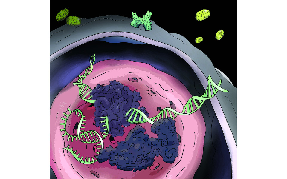 Interferon-induced antiviral response. © Tatjana Hirschmugl