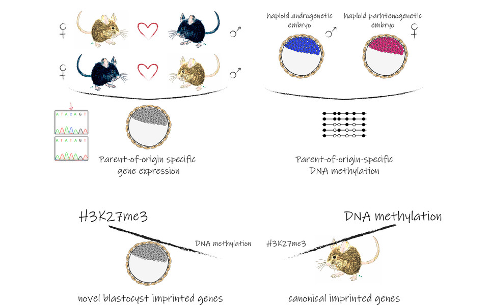 Top left, allele-specific RNA-Seq performed on pre-implantation blastocysts from reciprocal mice hybrids to identify parent-of-origin specific gene expression; top right, genome-wide methylation analysis performed on uniparental haploid blastocysts to identify DNA methylation regions that are differentially methylated between the maternal and paternal genomes. Bottom: H3K27me3-dependent imprinting has a major impact at the pre-implantation blastocyst stage, especially for the "transient" novel imprinted genes in contrast to the more prominent role for DNA methylation-dependent imprinting at later developmental stages for canonical imprinted genes 