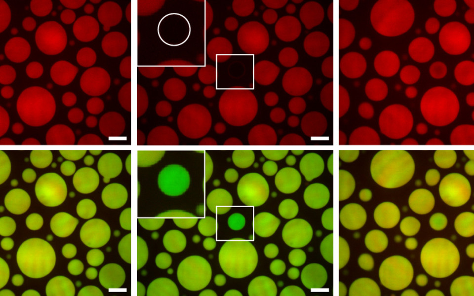 Intrinsically disordered protein FATZ-1 phase separates and forms macromolecular condensates with the major sarcomeric Z-disc protein alpha-actinin-2. (c) Antonio Sponga, Joan L. Arolas et.al