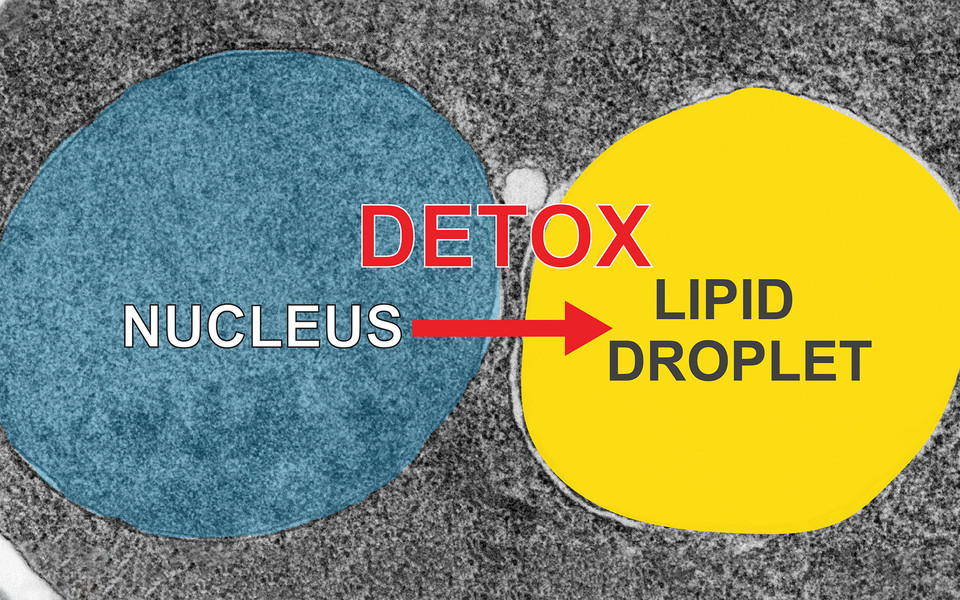 (c) Anete Romanauska, Alwin Köhler 2021