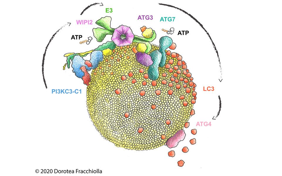 Reconstitution from PI(3)P production to LC3 lipidation on synthetic membranes by the human autophagy machinery.