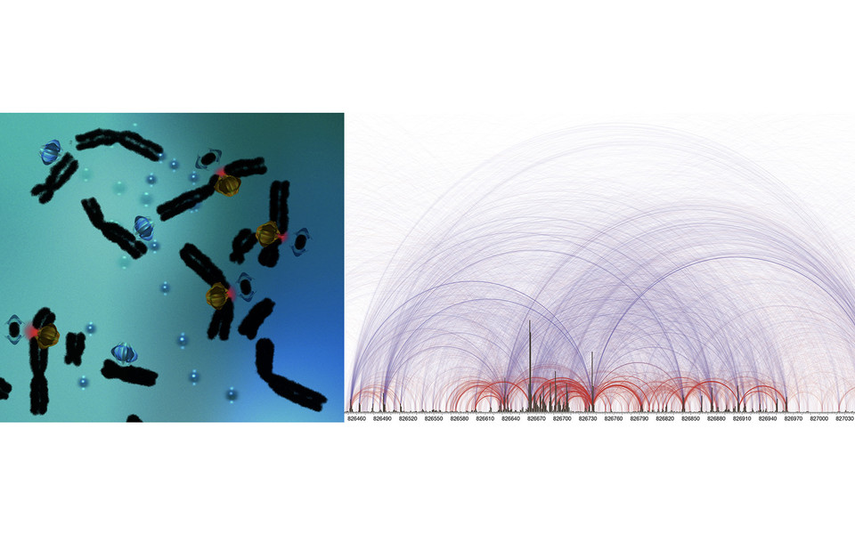 The right panel shows observed chromosomal break sites at a meiotic recombination hotspot. Each arc labels start and end of an isolated fragment coming from a different cell. Wild-type fragments are in red, fragments from a mutant that doesn’t degrade longer fragments, are in blue. The left panel corresponds to an artistic collage, showing Spo11-complexes (blue and yellow shapes) that cleave pieces out of chromosomes (shown in black). Red halos depict DNA-damage signalling. Liberated pieces carry a part of the Spo11-complex on each end. (c) Franz Klein, Chromosomenbiologie, Universität Wien